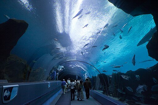 Georgia Aquarium